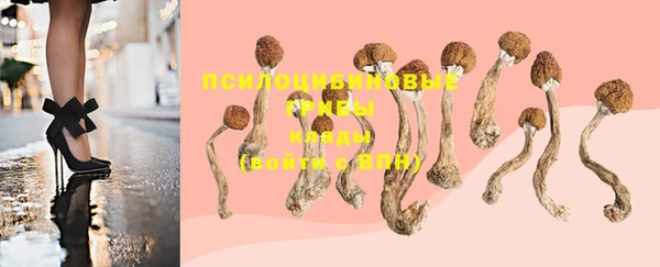 шишки Верея